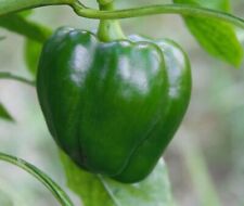 Capsicum sweet pepper for sale  RUISLIP