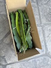 Dragon fruit cuttings for sale  Covina