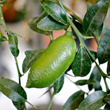 Gal. finger lime for sale  Denver
