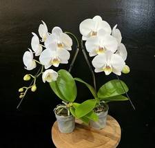 Phalaenopsis white cascade. for sale  NOTTINGHAM