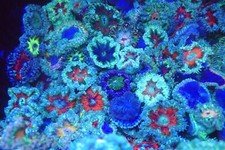 Rock flowers anemone for sale  SWINDON