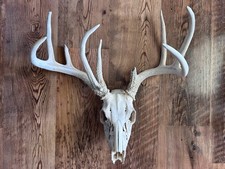 Kansas whitetail deer for sale  Ellis