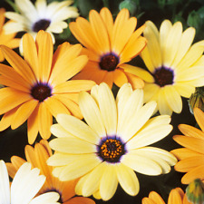 Plug plants osteospermum for sale  TELFORD