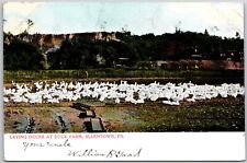 Laying white ducks for sale  Boiling Springs