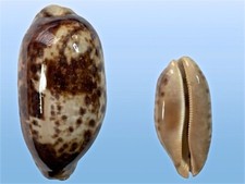 Cypraea testudinaria negros usato  Roma