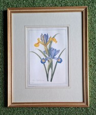 Irises pierre joseph for sale  HASSOCKS