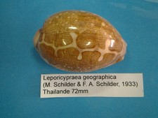 Leporicypraea geographica coqu d'occasion  Conty