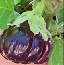 Seeds ruffled red for sale  USA