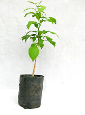 Bael Patra, planta Bilva 3 comprimento vivo 18 polegadas para plantio de plantas de jardim comprar usado  Enviando para Brazil