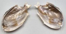 Beautiful pair piranha for sale  BOURNEMOUTH