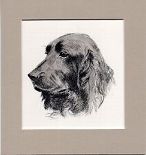 Field spaniel francis for sale  SPALDING
