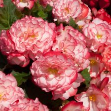 Begonia nonstop rose for sale  BELLSHILL