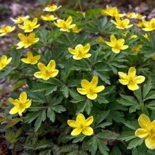 Anemone ranunculoides seeds for sale  STOCKPORT