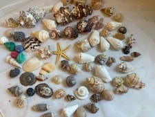 Assorted seashell lot for sale  Asbury Park