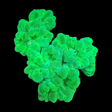 Almost wysiwyg kryptonite for sale  Rowland Heights