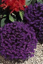 Flower lobelia crystal for sale  SALISBURY