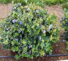 Top hat dwarf for sale  Pelzer