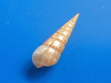 Pyramidella sulcata indonésie d'occasion  Brioude
