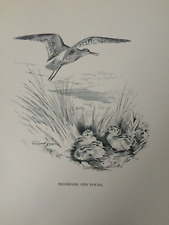 Antique print redshank for sale  TORRINGTON