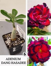 Adenium dang hassadee gebraucht kaufen  Wermsdorf