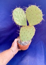 Large winter hardy for sale  PENZANCE