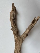Handgesammelter natur ast gebraucht kaufen Handgesammelter natur ast gebraucht kaufen  Berlin