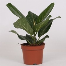 Pianta ficus benghalensis usato  Terlizzi