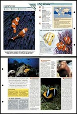 Clownfish fish wildlife for sale  SLEAFORD