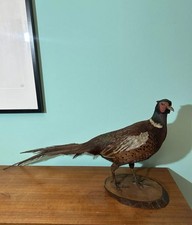 Taxidermy tassidermia taxiderm usato  Torino