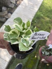 House plant pothos for sale  Crosby