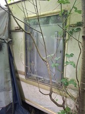 Tabbert wohnwagenfenster seitz gebraucht kaufen  Dortmund