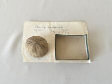 Fossile oursin echinocorys d'occasion  Paris XVIII