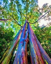 eucalyptus rainbow trees for sale eucalyptus rainbow trees for sale Mcallen