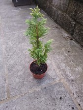 conifer for sale conifer for sale CHORLEY