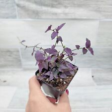 Tradescantia purple bridal for sale  Reseda