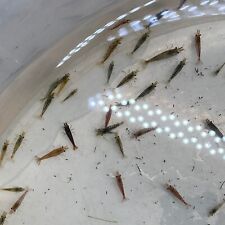 Cherry shrimp culls for sale  BRISTOL