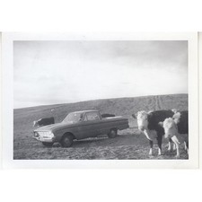 1960 cows ford for sale  Phoenix