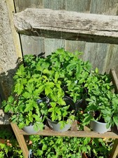 tomato pots for sale  LONDON