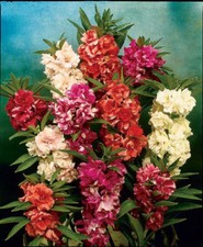 100 seeds balsam for sale  Phoenix