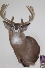 Whitetail deer head for sale  Brandon