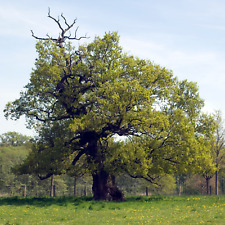Pot grown quercus for sale  BEAWORTHY