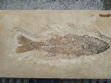 fossile pesce usato  Valdastico