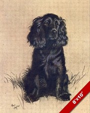 Cocker spaniel pet for sale  South Jordan