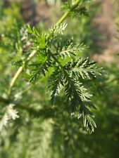 Mugwort qing hao for sale  Shipping to Ireland