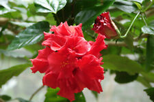 Nelkenhibiskus hibiskus hibisc gebraucht kaufen  Mainz