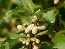 White mulberry fruit for sale  BURTON-ON-TRENT