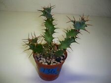 136 euphorbia hybrid for sale  El Cajon