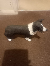 Border collie dog for sale  TUNBRIDGE WELLS