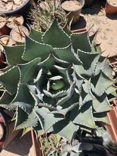 Agave potatorum plant for sale  Altadena