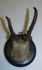 Ancien trophee chasse d'occasion  Wœrth